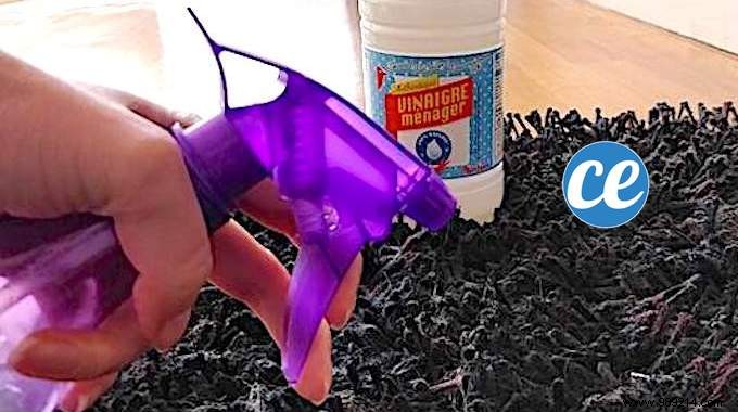 Flea Infestation at Home? Banish Them Naturally with White Vinegar Spray