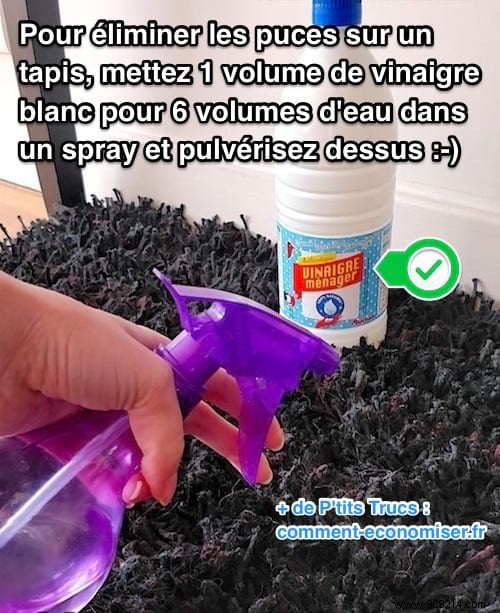 Flea Infestation at Home? Banish Them Naturally with White Vinegar Spray