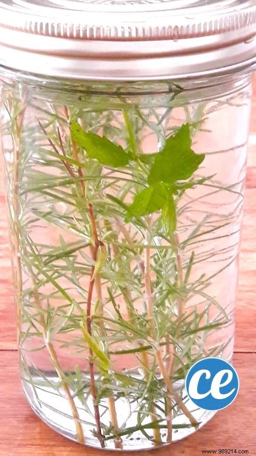 3 Easy Homemade Air Freshener Recipes for a Fresh, Chemical-Free Home