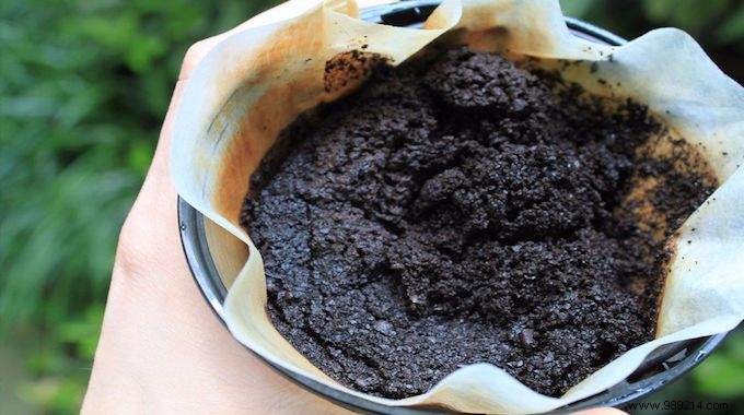 10 Proven Ways to Repurpose Coffee Grounds in Your Garden for Better Soil and Plants