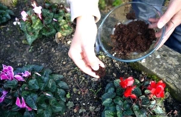 10 Proven Ways to Repurpose Coffee Grounds in Your Garden for Better Soil and Plants