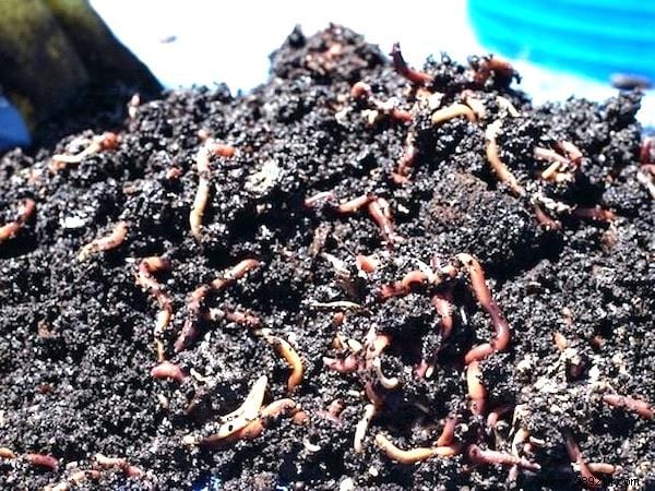 10 Proven Ways to Repurpose Coffee Grounds in Your Garden for Better Soil and Plants