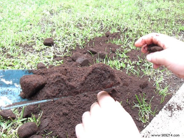 10 Proven Ways to Repurpose Coffee Grounds in Your Garden for Better Soil and Plants