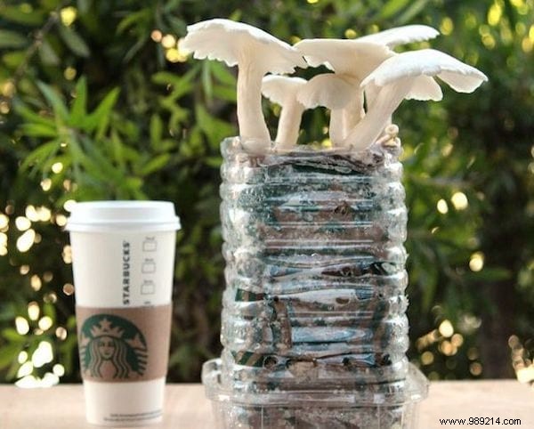 10 Proven Ways to Repurpose Coffee Grounds in Your Garden for Better Soil and Plants