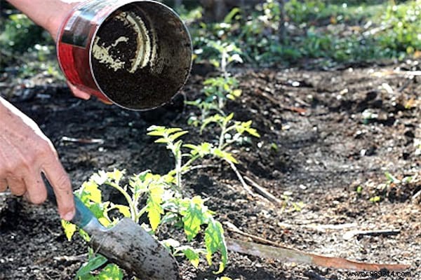10 Proven Ways to Repurpose Coffee Grounds in Your Garden for Better Soil and Plants