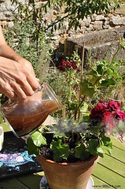 10 Proven Ways to Repurpose Coffee Grounds in Your Garden for Better Soil and Plants