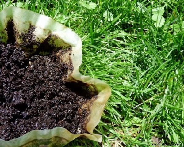 10 Proven Ways to Repurpose Coffee Grounds in Your Garden for Better Soil and Plants