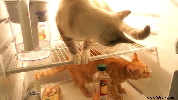 10 Expert Tips to Stay Cool in Summer Without Air Conditioning