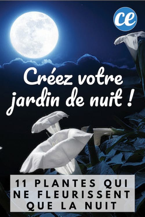 11 Night-Blooming Plants to Craft a Magical Moonlit Garden