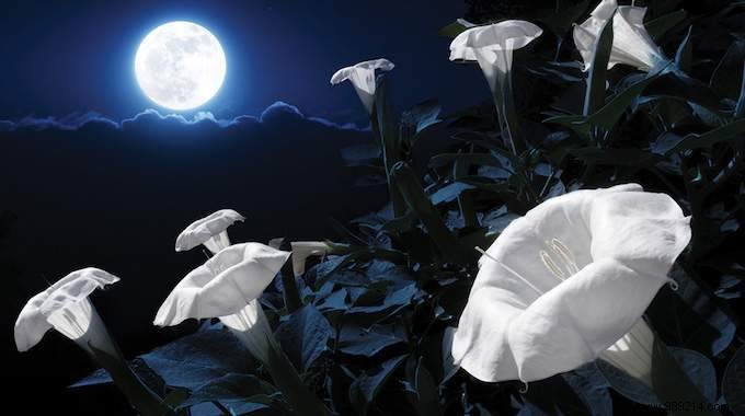 11 Night-Blooming Plants to Craft a Magical Moonlit Garden