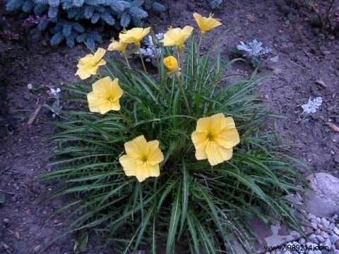 11 Night-Blooming Plants to Craft a Magical Moonlit Garden