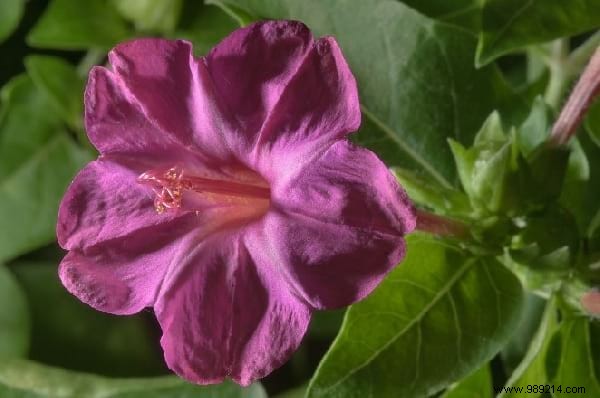 11 Night-Blooming Plants to Craft a Magical Moonlit Garden