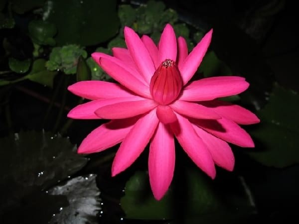 11 Night-Blooming Plants to Craft a Magical Moonlit Garden