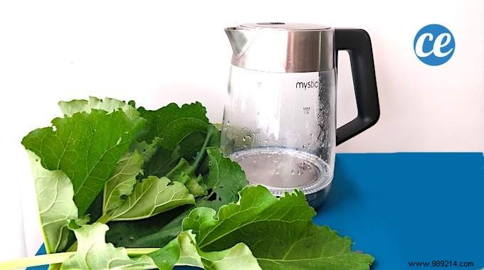 2 Genius Uses for Rhubarb Leaves: Natural Kettle Descaling and Pan Protection