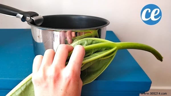 2 Genius Uses for Rhubarb Leaves: Natural Kettle Descaling and Pan Protection