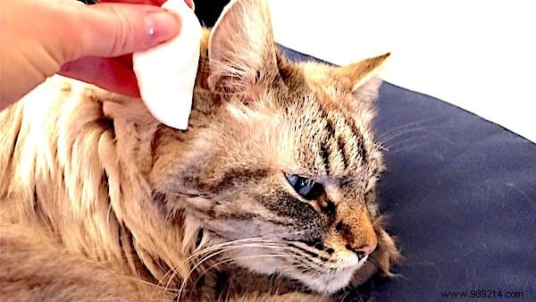 160 Proven Uses for White and Apple Cider Vinegar: Cleaning, Gardening, Health & Home Hacks