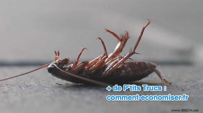 Eliminate Cockroaches Naturally with Baking Soda: Safe, Proven Home Remedy