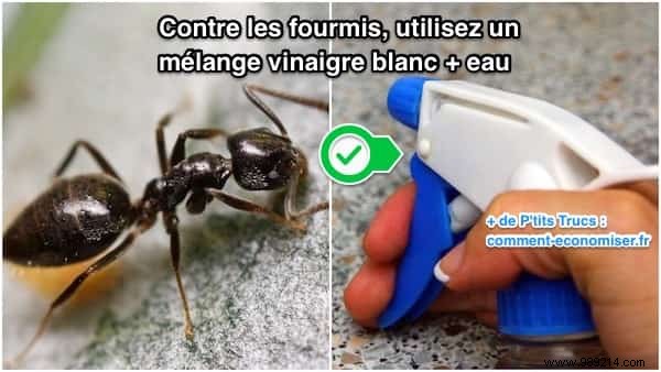 13 Proven Ways White Vinegar Revolutionizes Your Garden Care