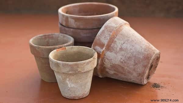 13 Proven Ways White Vinegar Revolutionizes Your Garden Care