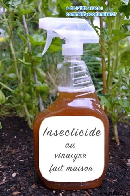 13 Proven Ways White Vinegar Revolutionizes Your Garden Care