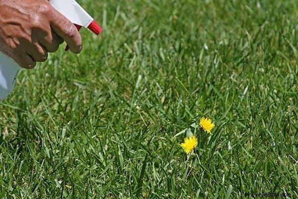 13 Proven Ways White Vinegar Revolutionizes Your Garden Care