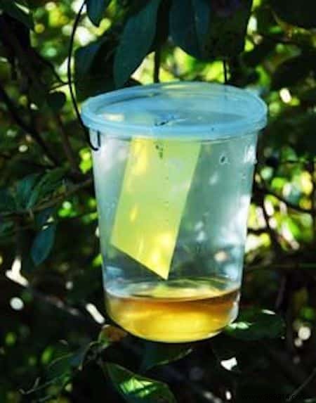 13 Proven Ways White Vinegar Revolutionizes Your Garden Care