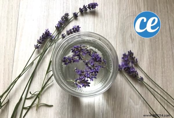 How to Make Lavender-Infused White Vinegar: A Provence-Scented Cleaning Powerhouse