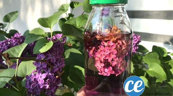 How to Infuse White Vinegar with Lilac for a Fresh, Natural Cleaning Scent