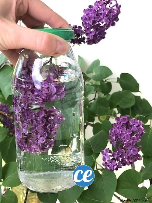 How to Infuse White Vinegar with Lilac for a Fresh, Natural Cleaning Scent