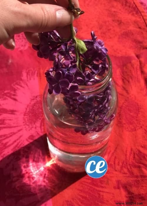 How to Infuse White Vinegar with Lilac for a Fresh, Natural Cleaning Scent