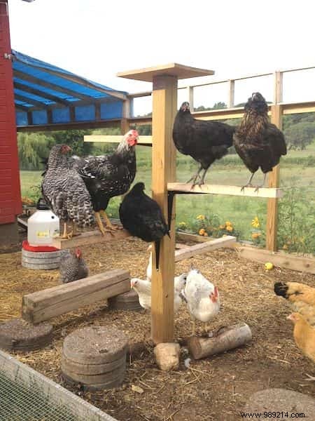 10 Proven DIY Tips for a Chicken Coop Your Hens Will Love – Happier Birds, More Eggs