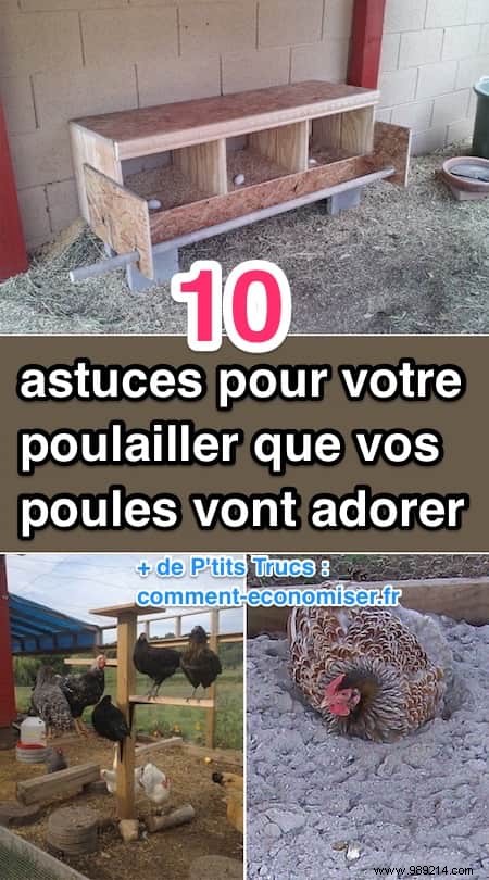 10 Proven DIY Tips for a Chicken Coop Your Hens Will Love – Happier Birds, More Eggs