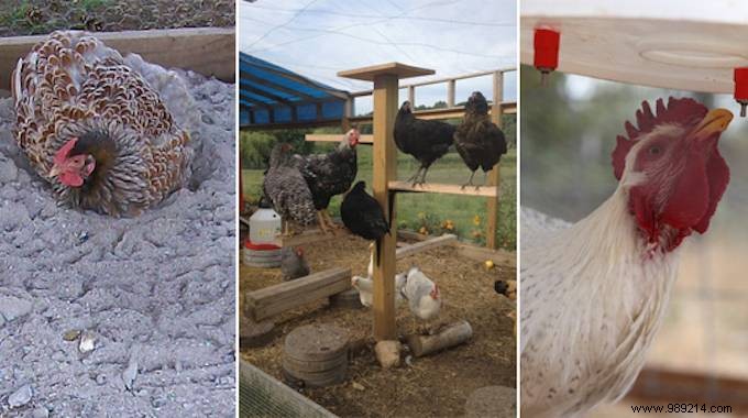 10 Proven DIY Tips for a Chicken Coop Your Hens Will Love – Happier Birds, More Eggs