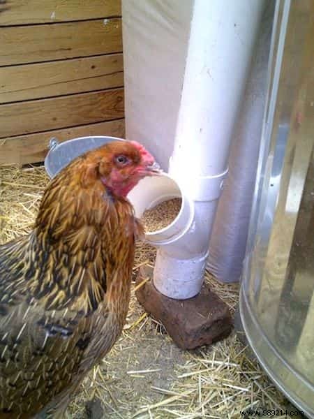 10 Proven DIY Tips for a Chicken Coop Your Hens Will Love – Happier Birds, More Eggs