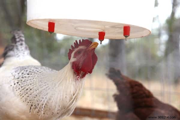 10 Proven DIY Tips for a Chicken Coop Your Hens Will Love – Happier Birds, More Eggs