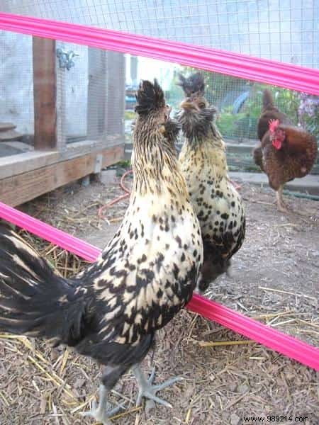 10 Proven DIY Tips for a Chicken Coop Your Hens Will Love – Happier Birds, More Eggs