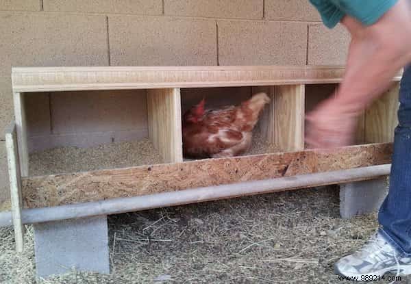 10 Proven DIY Tips for a Chicken Coop Your Hens Will Love – Happier Birds, More Eggs