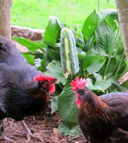 10 Proven DIY Tips for a Chicken Coop Your Hens Will Love – Happier Birds, More Eggs