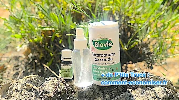 DIY Long-Lasting Lavender Air Freshener: Grandma s Proven Natural Recipe