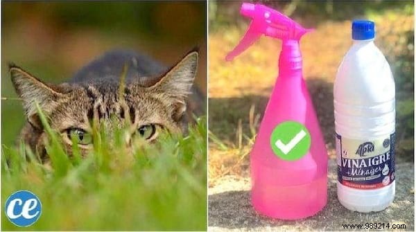 Top 10 Reader-Favorite Household Tips and Tricks: Week of October 4, 2019