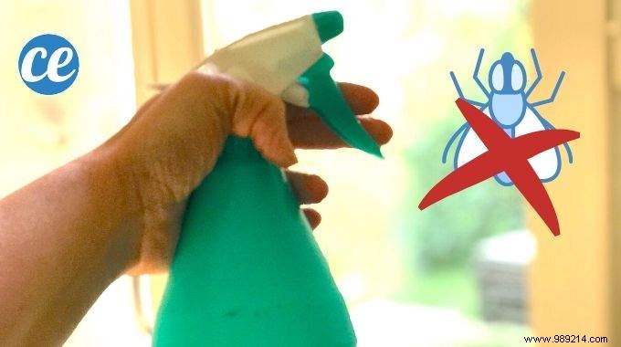 15 Proven Natural Ways to Repel House Flies from Your Home