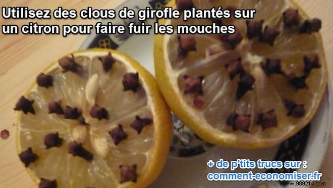 15 Proven Natural Ways to Repel House Flies from Your Home