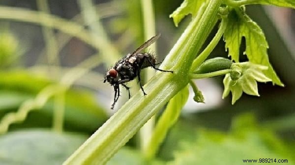 15 Proven Natural Ways to Repel House Flies from Your Home