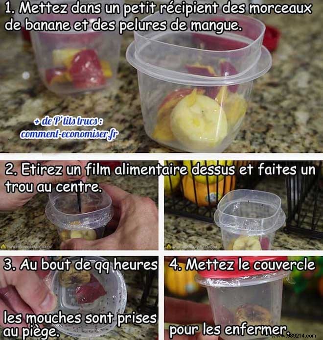 15 Proven Natural Ways to Repel House Flies from Your Home