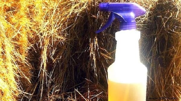 15 Proven Natural Ways to Repel House Flies from Your Home