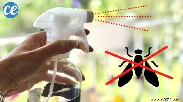 15 Proven Natural Ways to Repel House Flies from Your Home