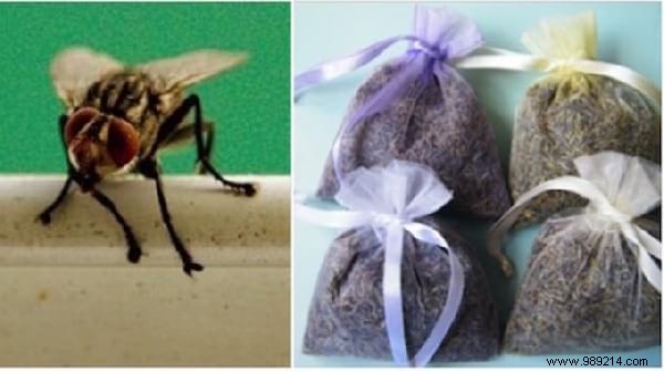 15 Proven Natural Ways to Repel House Flies from Your Home