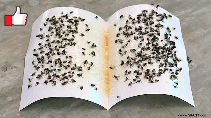 DIY Natural Sticky Fly Trap: Simple Homemade Recipe to Eliminate Flies