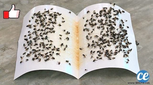 DIY Natural Sticky Fly Trap: Simple Homemade Recipe to Eliminate Flies