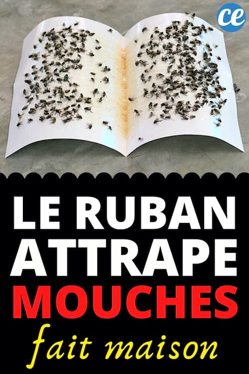 DIY Natural Sticky Fly Trap: Simple Homemade Recipe to Eliminate Flies